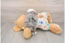 Petite Mini Aussiedoodle Poodle Mix Pup