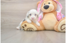 Cute Mini Aussiedoodle Baby