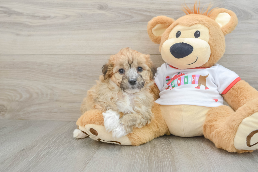 Mini Aussiedoodle Pup Being Cute