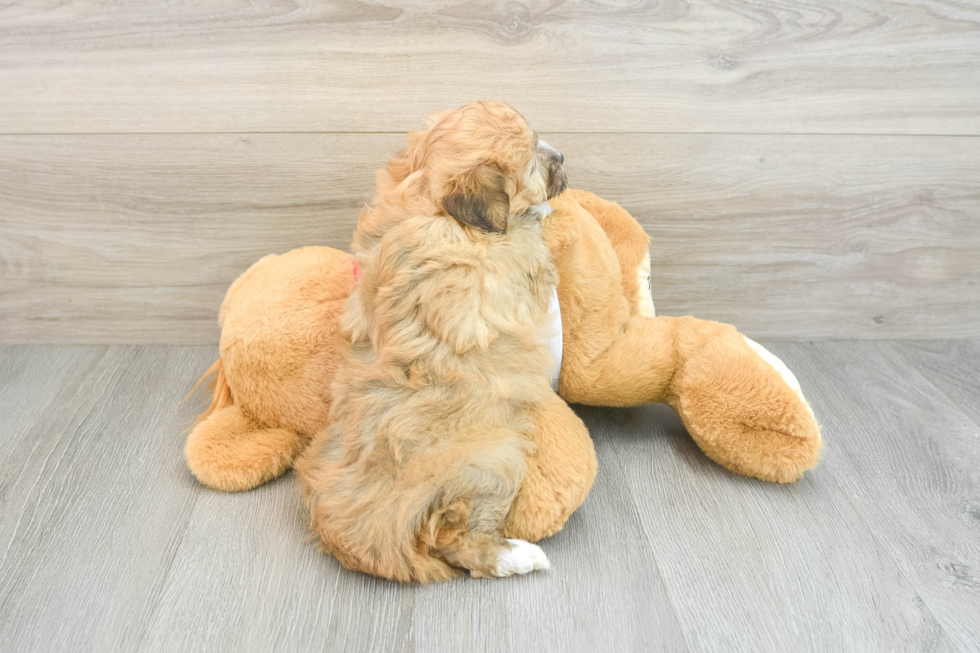 Mini Aussiedoodle Pup Being Cute