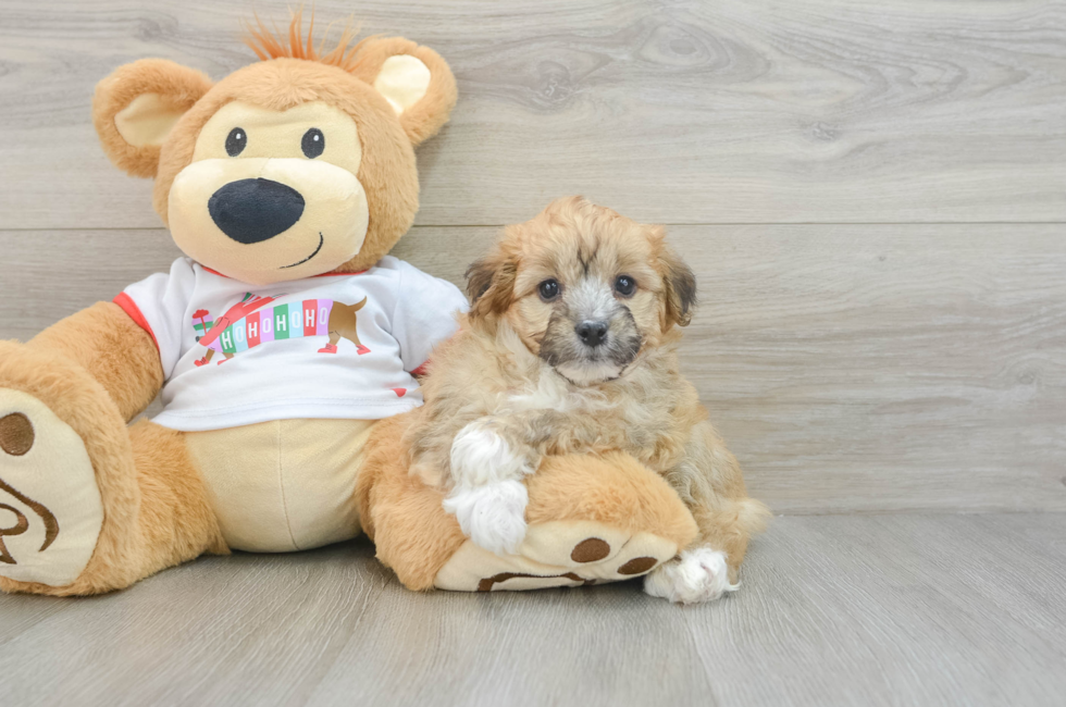 5 week old Mini Aussiedoodle Puppy For Sale - Lone Star Pups