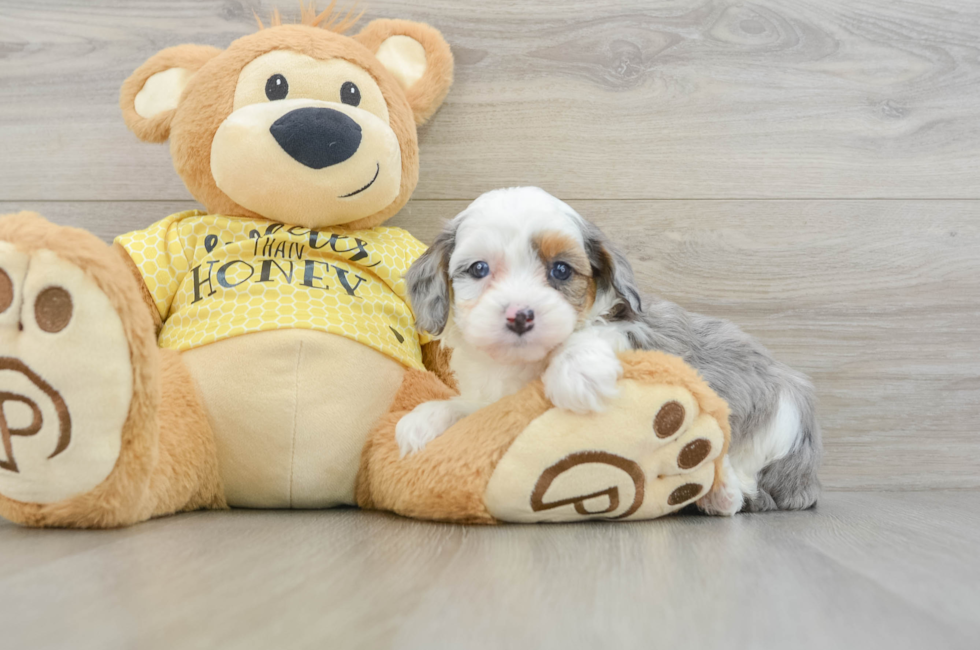 7 week old Mini Aussiedoodle Puppy For Sale - Lone Star Pups