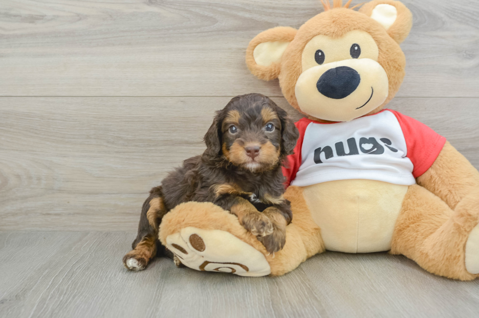 5 week old Mini Aussiedoodle Puppy For Sale - Lone Star Pups