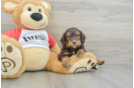 Mini Aussiedoodle Puppy for Adoption