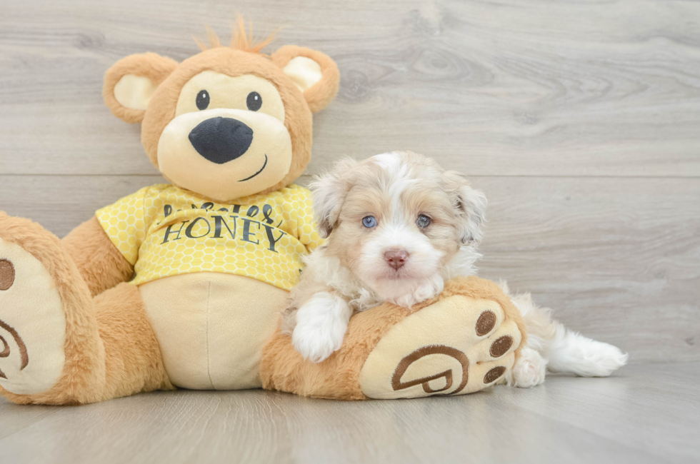 6 week old Mini Aussiedoodle Puppy For Sale - Lone Star Pups