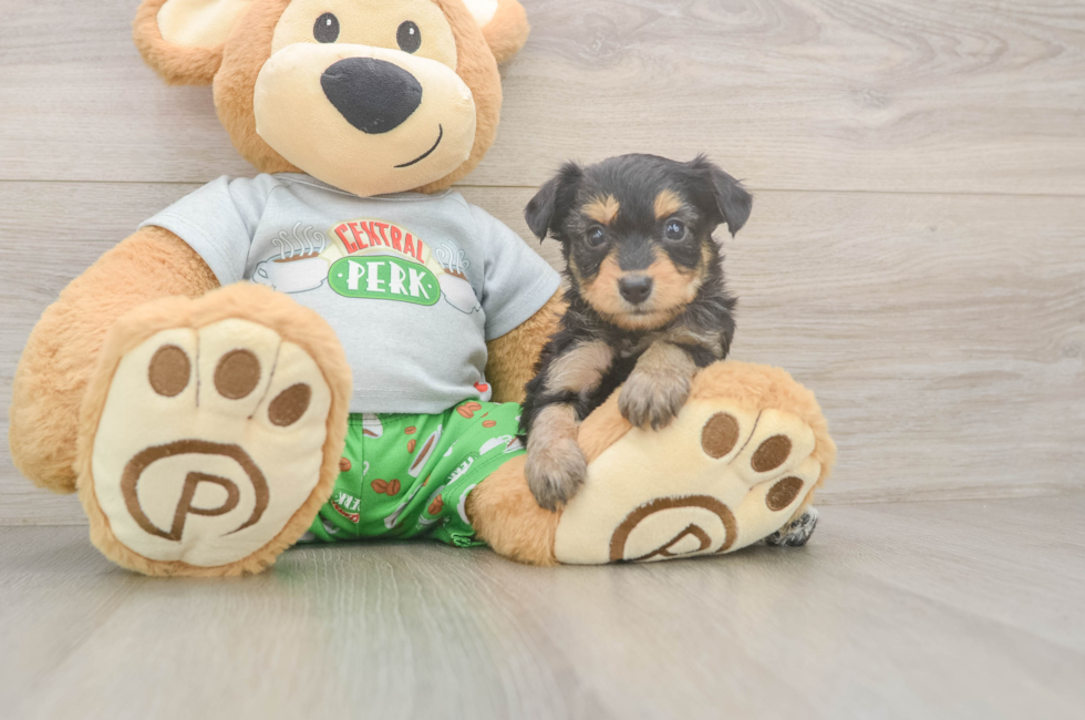 5 week old Mini Aussiedoodle Puppy For Sale - Lone Star Pups