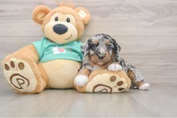 Small Mini Aussiedoodle Baby