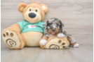 Small Mini Aussiedoodle Baby
