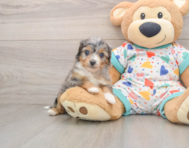 8 week old Mini Aussiedoodle Puppy For Sale - Lone Star Pups