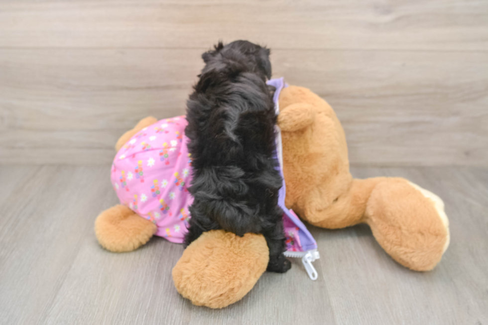 Smart Mini Aussiedoodle Poodle Mix Pup