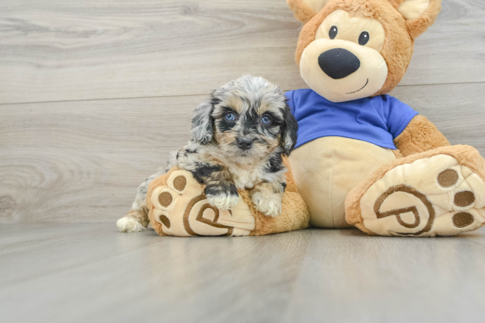 Petite Mini Aussiedoodle Poodle Mix Pup