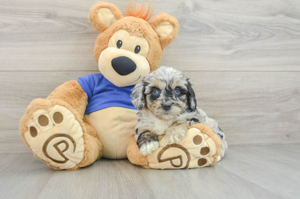 6 week old Mini Aussiedoodle Puppy For Sale - Lone Star Pups