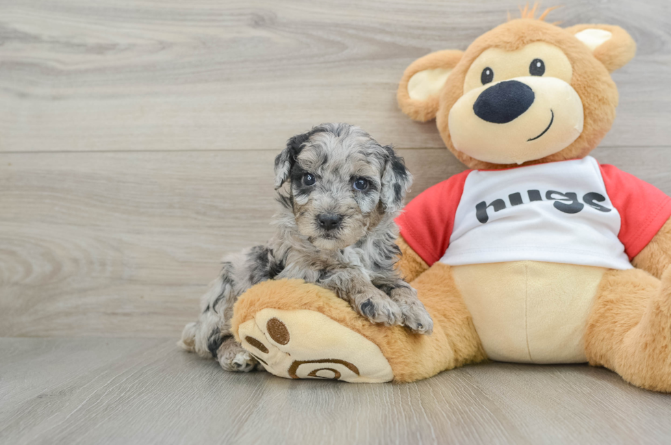 5 week old Mini Aussiedoodle Puppy For Sale - Lone Star Pups