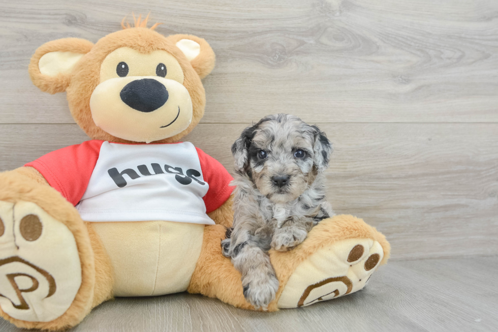 Friendly Mini Aussiedoodle Baby