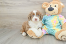 Friendly Mini Aussiedoodle Baby