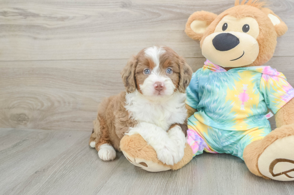 Friendly Mini Aussiedoodle Baby