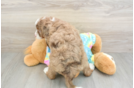 Adorable Mini Australian Shepherd X Poodle Mix Poodle Mix Puppy