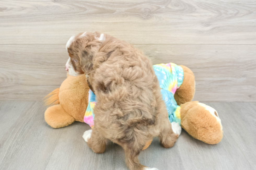Adorable Mini Australian Shepherd X Poodle Mix Poodle Mix Puppy