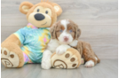 Mini Aussiedoodle Pup Being Cute