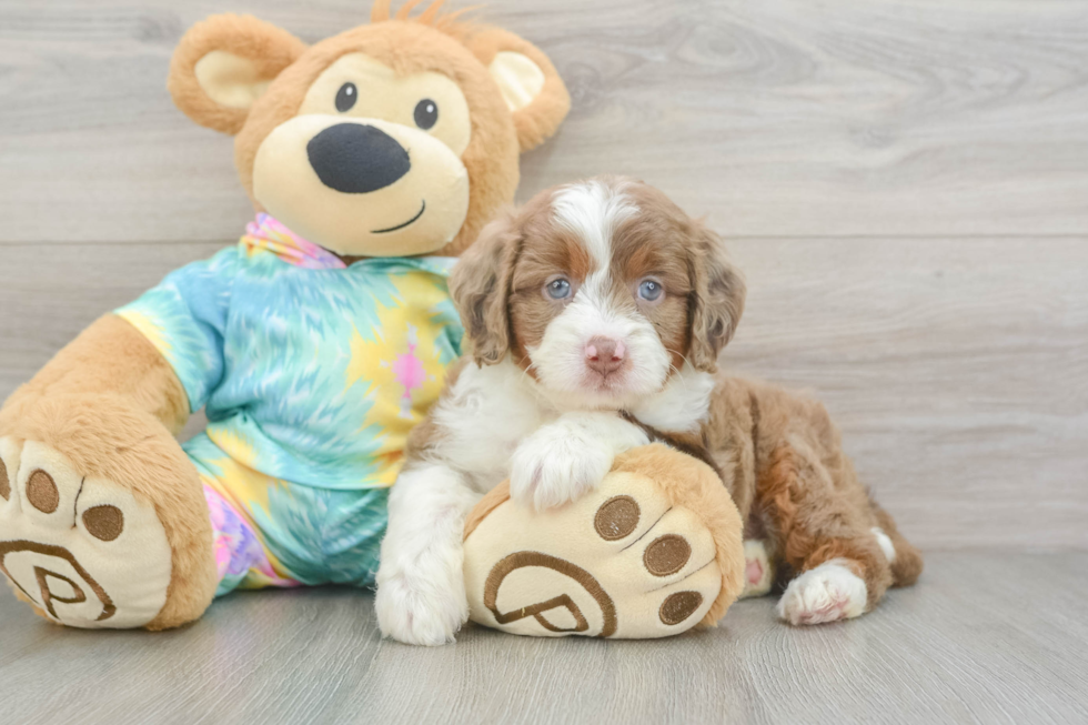 Mini Aussiedoodle Pup Being Cute