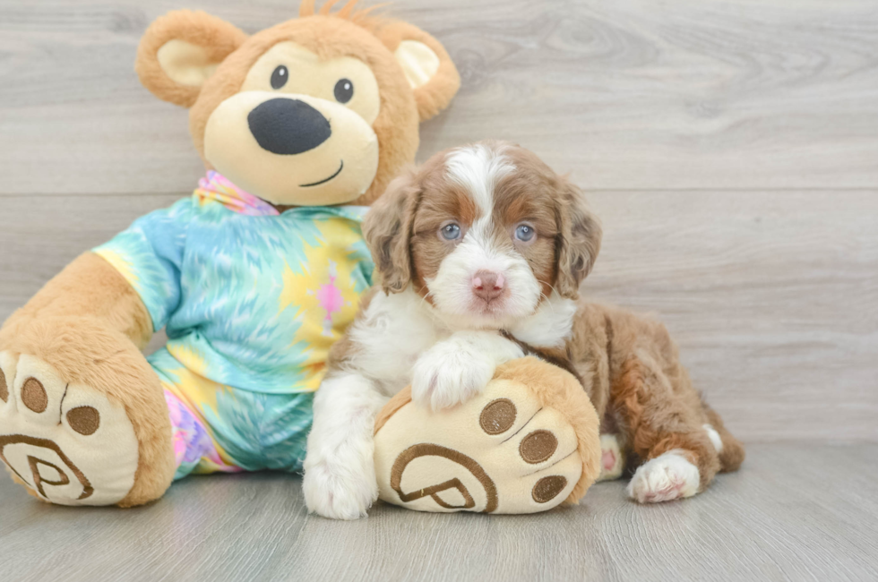 5 week old Mini Aussiedoodle Puppy For Sale - Lone Star Pups