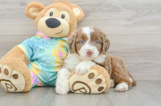 Mini Aussiedoodle Pup Being Cute