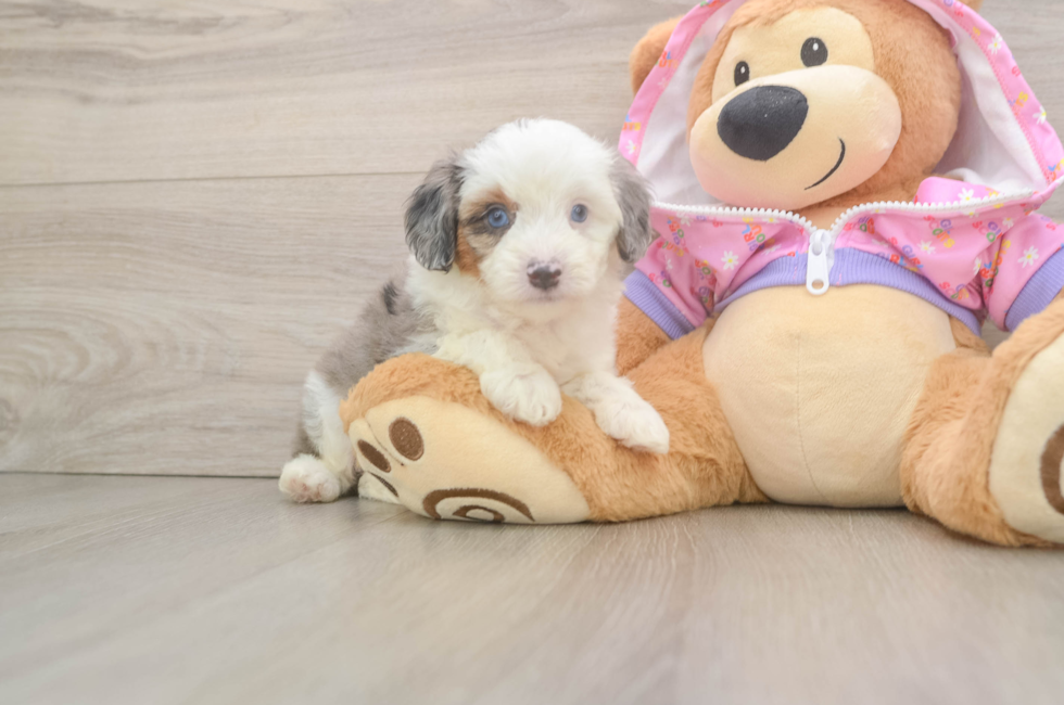 5 week old Mini Aussiedoodle Puppy For Sale - Lone Star Pups