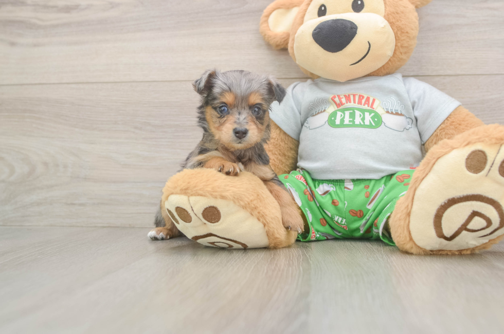 5 week old Mini Aussiedoodle Puppy For Sale - Lone Star Pups