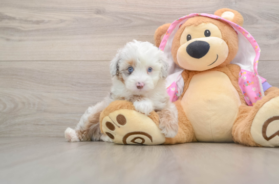 Mini Aussiedoodle Pup Being Cute