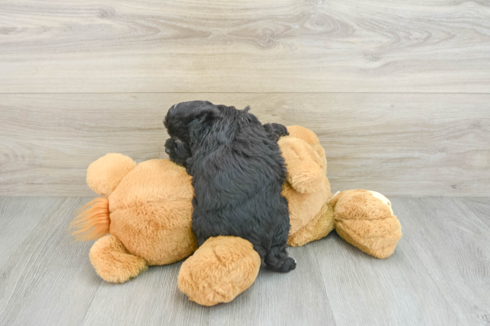 Best Mini Aussiedoodle Baby