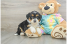 Fluffy Mini Aussiedoodle Poodle Mix Pup
