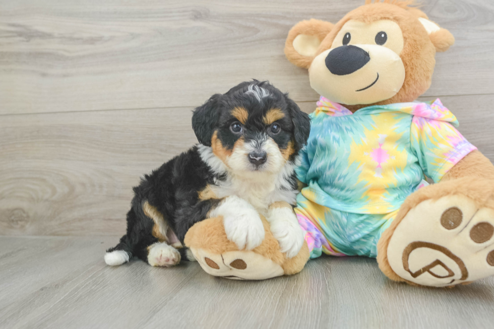 Fluffy Mini Aussiedoodle Poodle Mix Pup