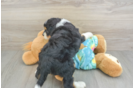Popular Mini Aussiedoodle Poodle Mix Pup