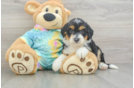 Popular Mini Aussiedoodle Poodle Mix Pup