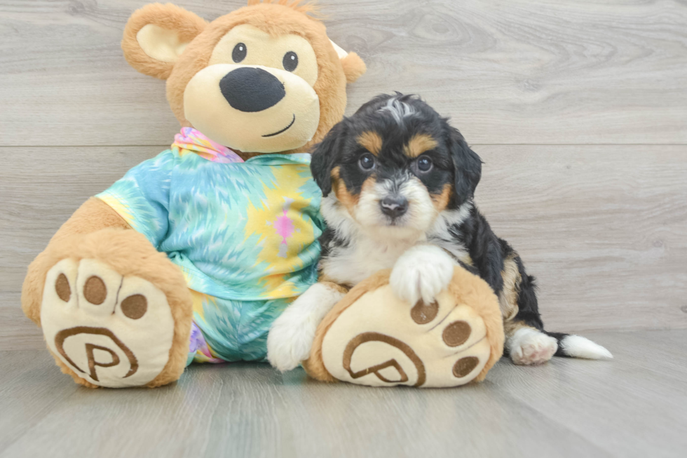 Popular Mini Aussiedoodle Poodle Mix Pup