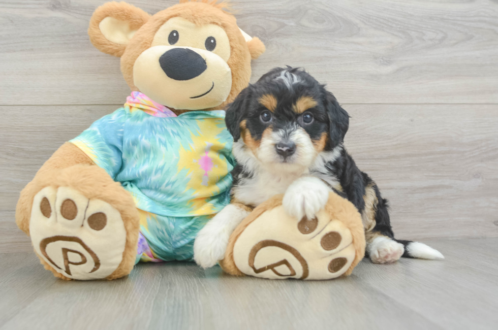 5 week old Mini Aussiedoodle Puppy For Sale - Lone Star Pups