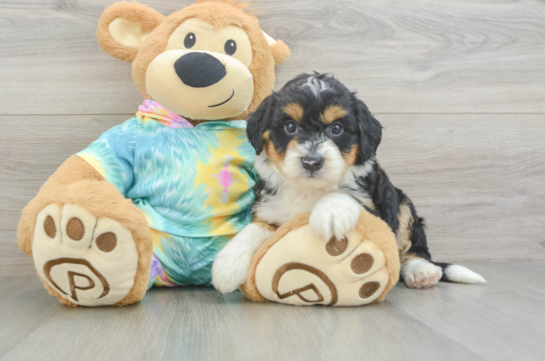 Popular Mini Aussiedoodle Poodle Mix Pup