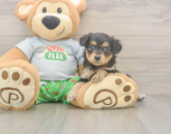 7 week old Mini Aussiedoodle Puppy For Sale - Lone Star Pups