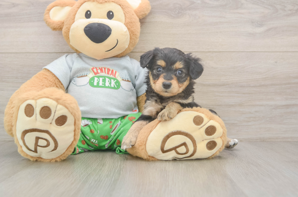5 week old Mini Aussiedoodle Puppy For Sale - Lone Star Pups