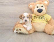 6 week old Mini Aussiedoodle Puppy For Sale - Lone Star Pups