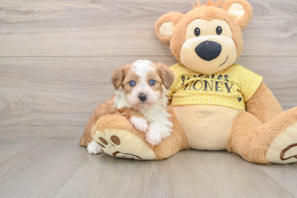 Fluffy Mini Aussiedoodle Poodle Mix Pup