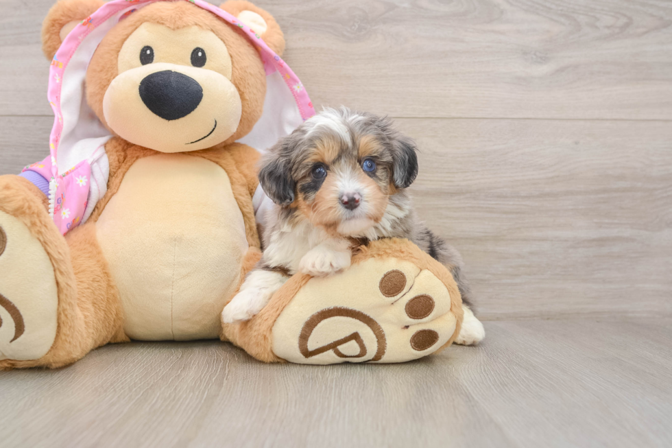 Funny Mini Aussiedoodle Poodle Mix Pup