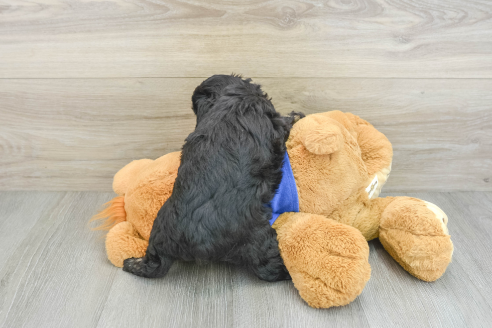 Best Mini Aussiedoodle Baby