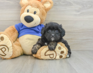 8 week old Mini Aussiedoodle Puppy For Sale - Lone Star Pups