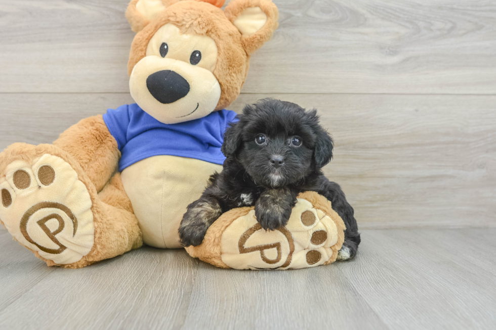 Mini Aussiedoodle Pup Being Cute