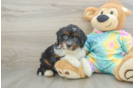 Hypoallergenic Aussiepoo Poodle Mix Puppy
