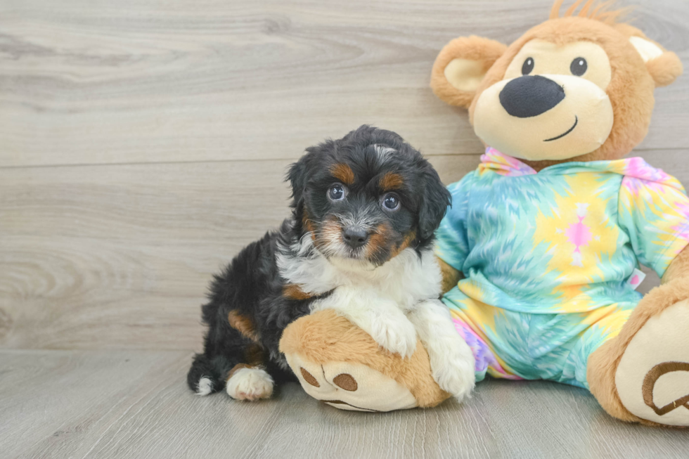 Hypoallergenic Aussiepoo Poodle Mix Puppy