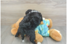 Mini Aussiedoodle Puppy for Adoption