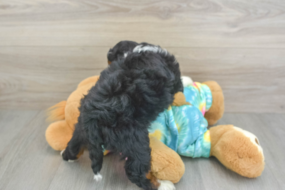 Mini Aussiedoodle Puppy for Adoption