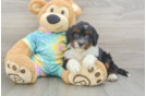 Best Mini Aussiedoodle Baby